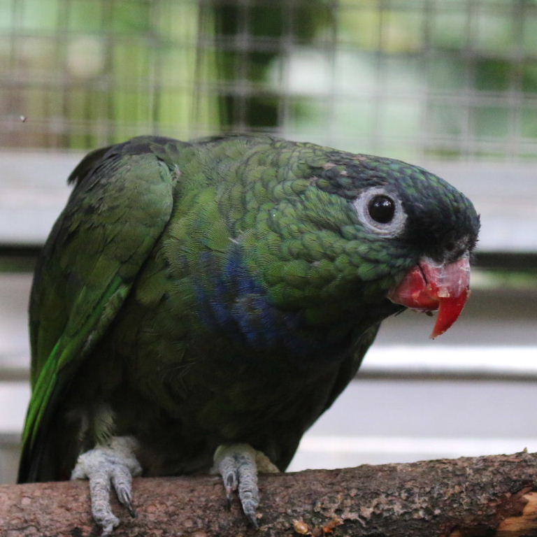Coral-billed Pionus