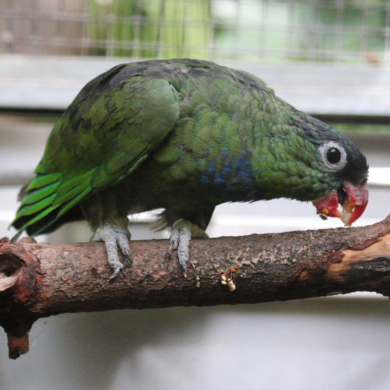 Coral-billed Pionus