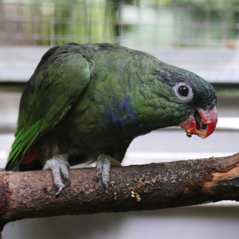 Coral-billed Pionus