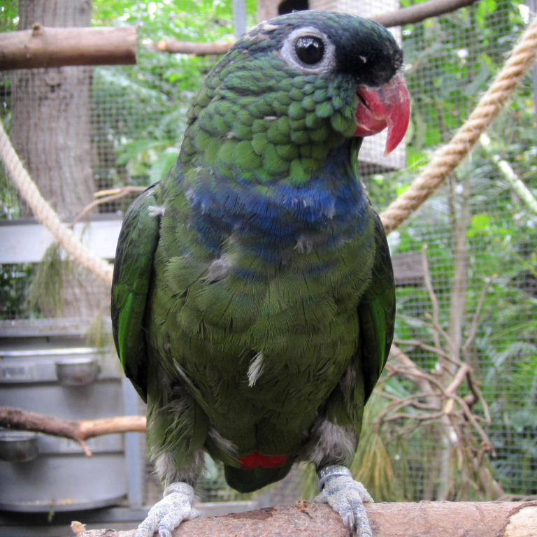 Coral-billed Pionus Parrot