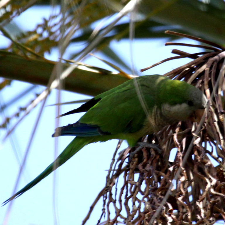 Monk Parakeet building nest