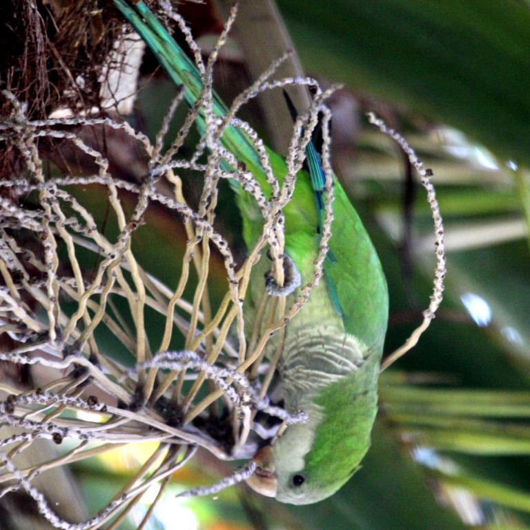 Monk Parakeet building nest