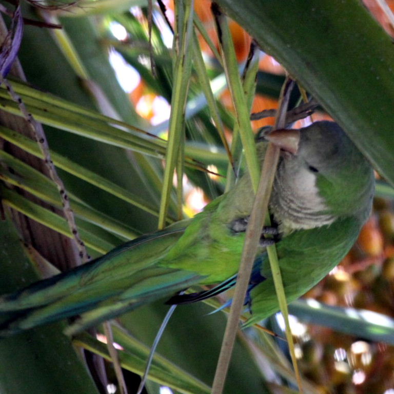 Quaker Parakeet building nest