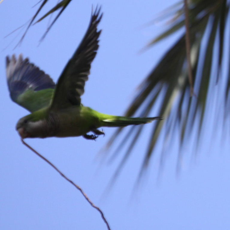 Monk Parakeet building nest