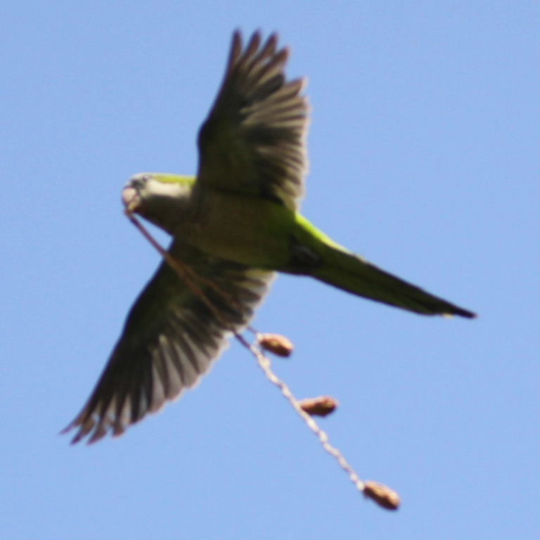 Monk Parakeet in flight