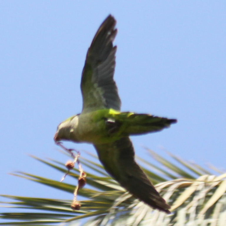 Monk Parakeet in flight