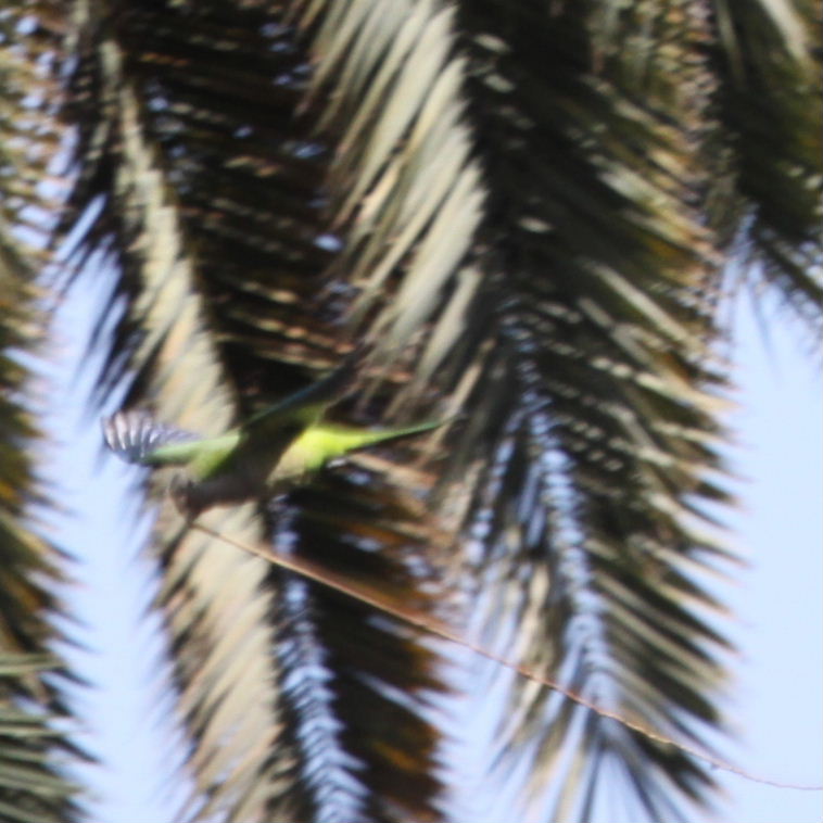 Monk Parakeet in flight with nest material