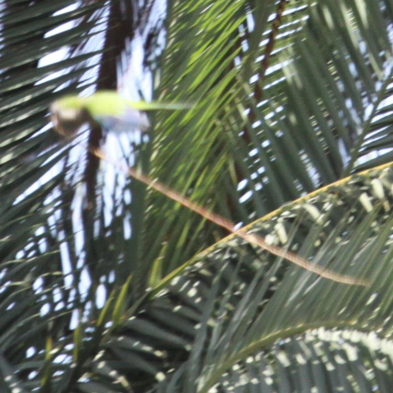 Monk Parakeet in flight with nest material