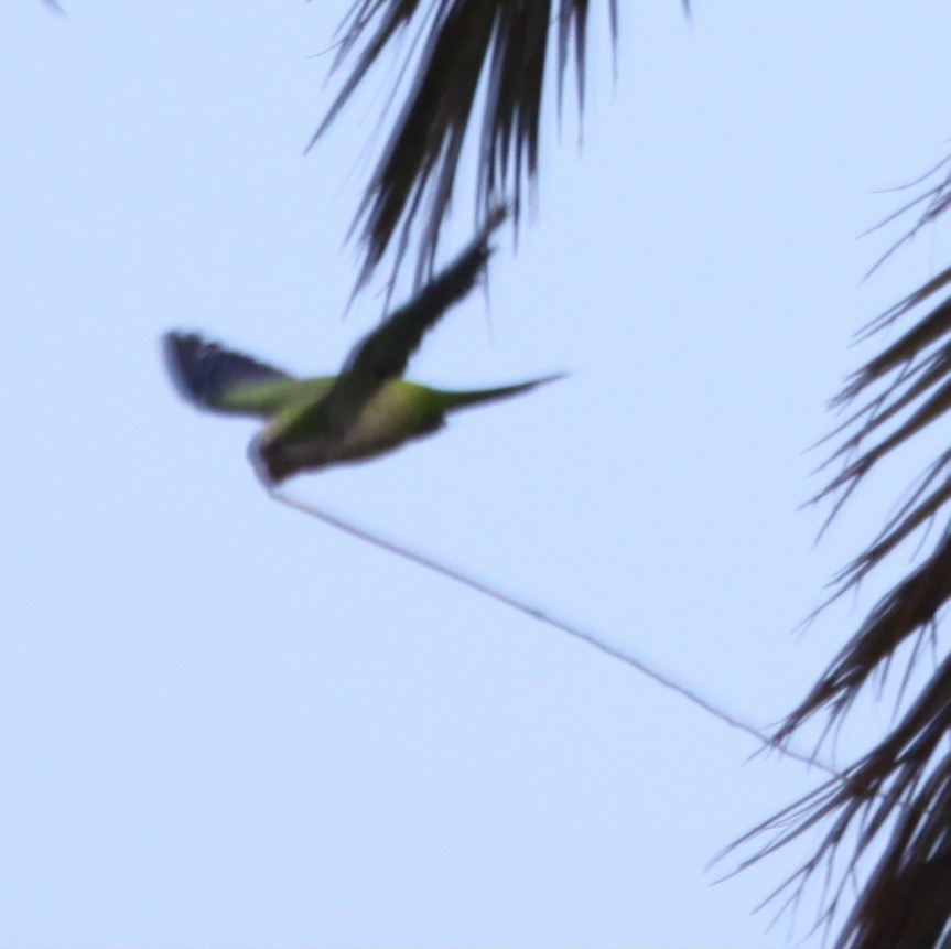 Monk Parakeet in flight with nest material