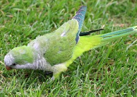 Monk Parakeet