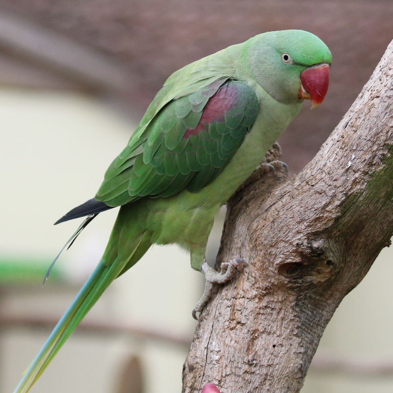 Alexandrine Parrot