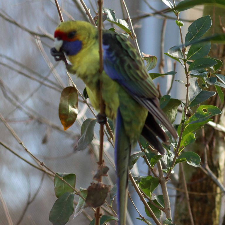 Green Rosella