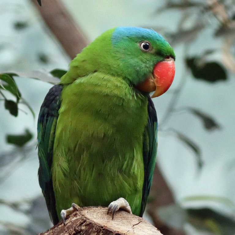 Blue-naped Parrot