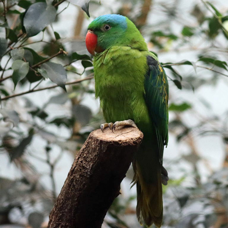 Blue-naped Parrot