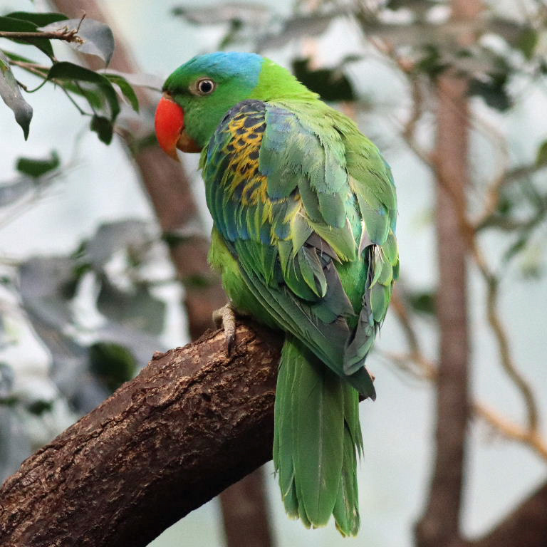 Blue-naped Parrot