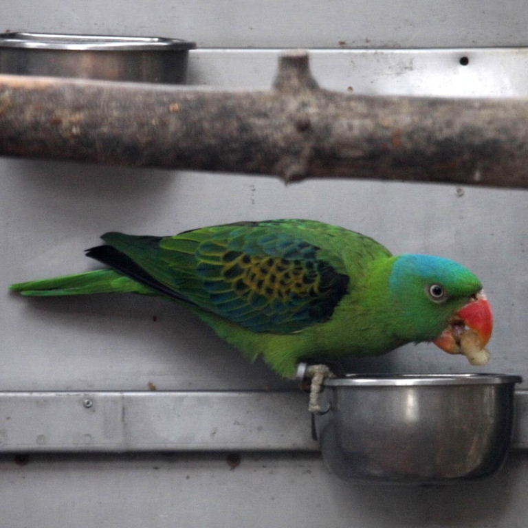 Blue-naped Parrot