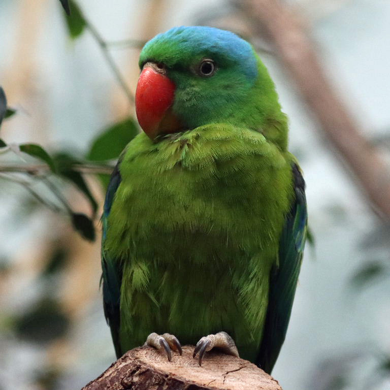 Blue-naped Parrot