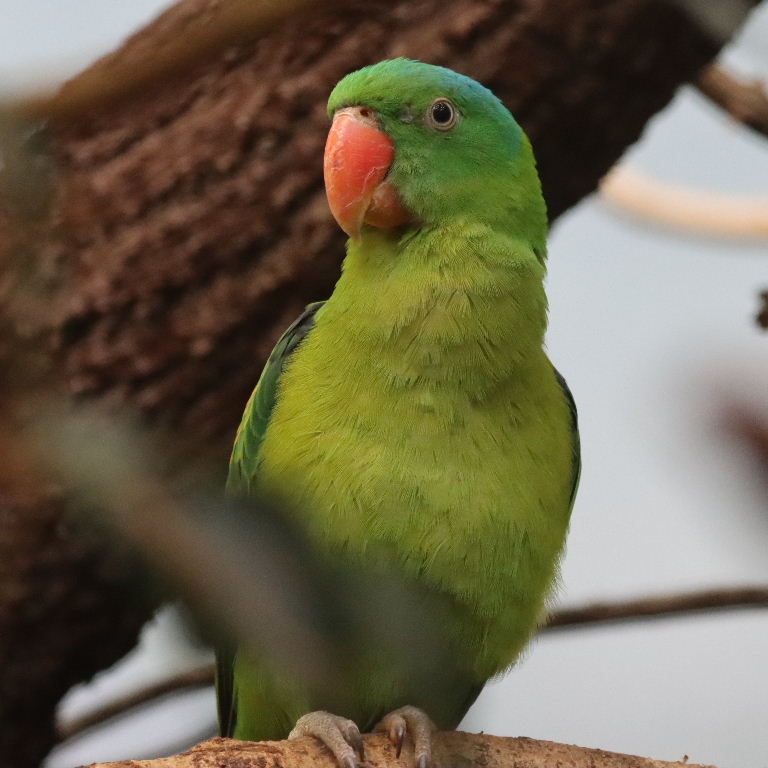 Blue-naped Parrot