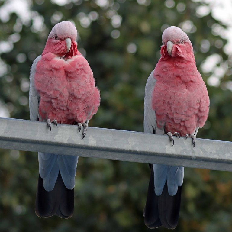 Rose-breasted Cockatoo