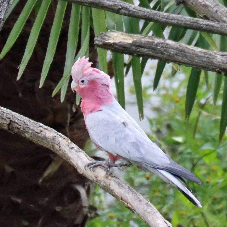 Galah