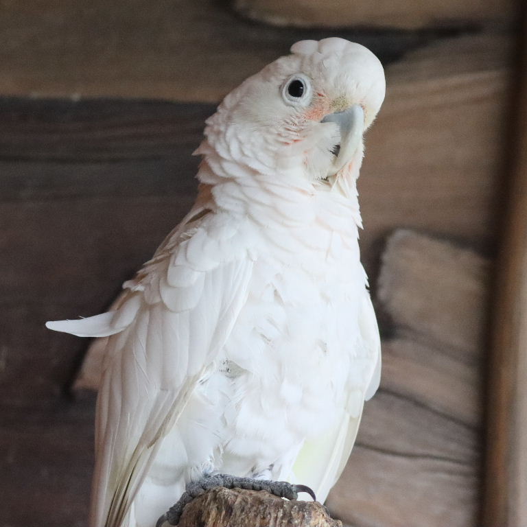 Goffin Cockatoo Corella
