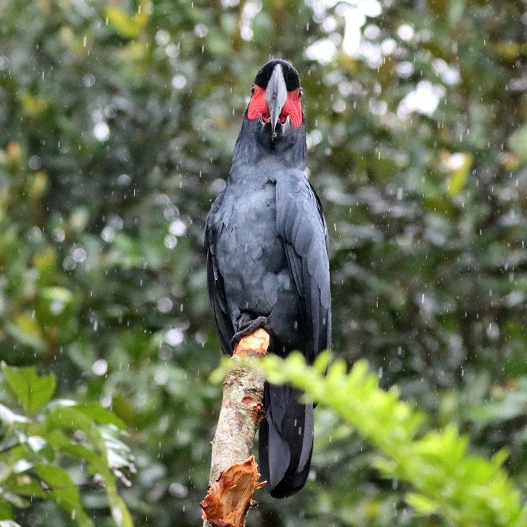 Goliath Cockatoo