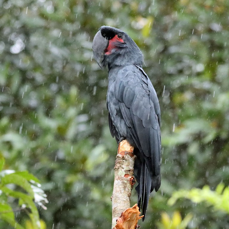 Goliath Cockatoo