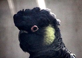 Yellow-tailed Cockatoo