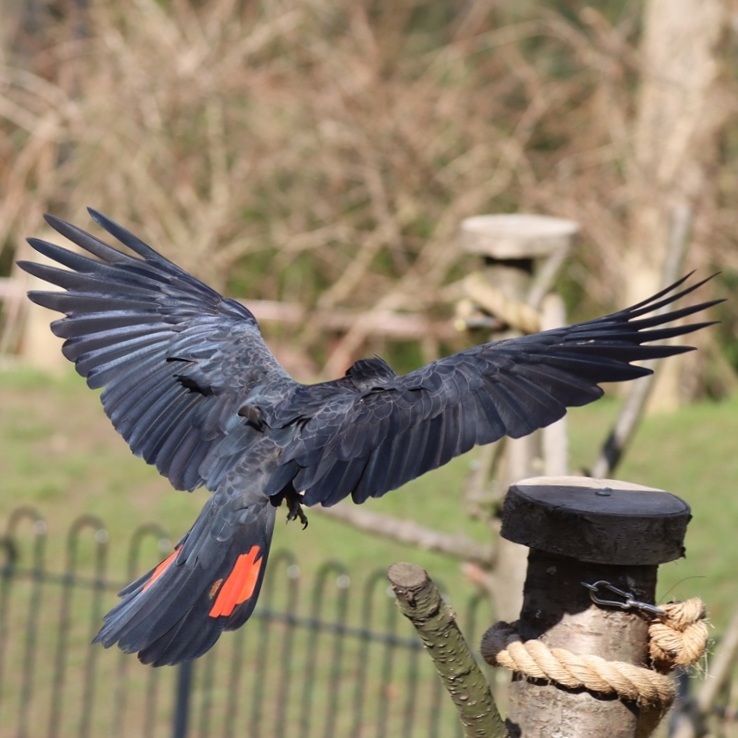 Banksian Cockatoo male