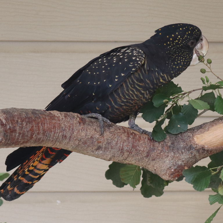 Banksian Cockatoo female