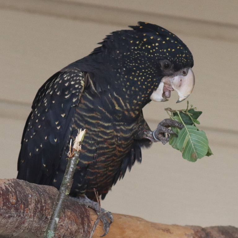 Red-tailed Black Cockatoo