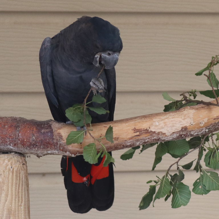 Red-tailed Black Cockatoo male