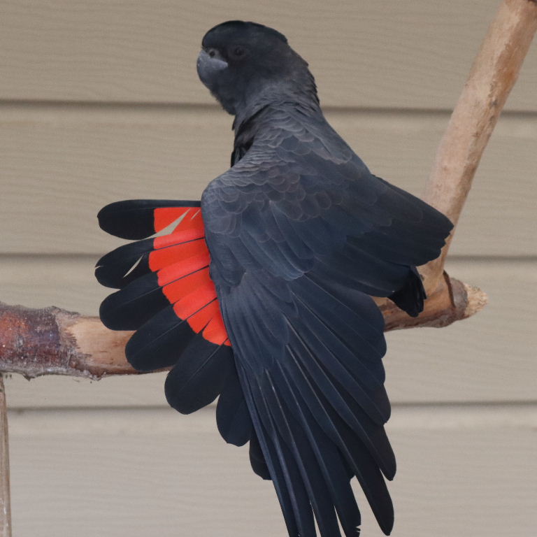 Red-tailed Black Cockatoo