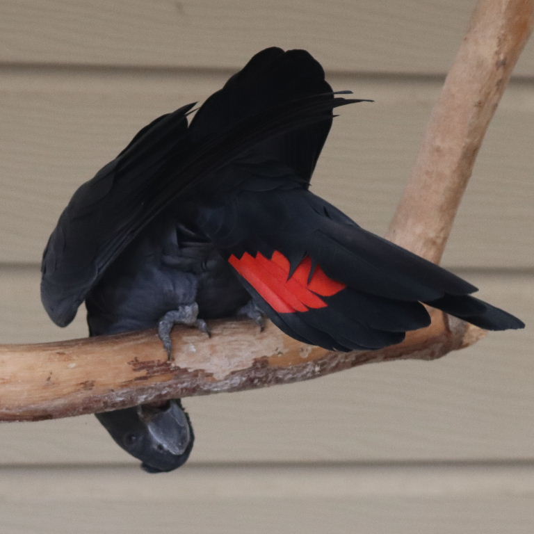 Red-tailed Black Cockatoo