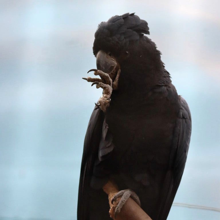 Banksian Cockatoo male