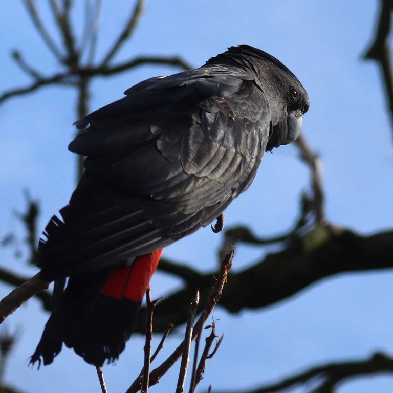 Red-tailed Black Cockatoo male