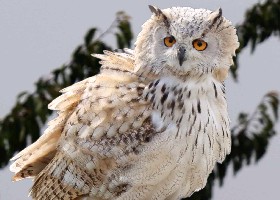 Western Siberian Eagle Owl