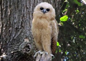 Pel's Fishing Owl