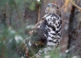 European Honey Buzzard