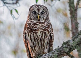 Northern Barred Owl