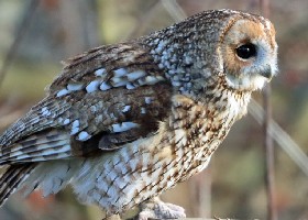 Tawny Owl