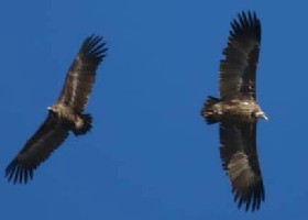 Cinereous Black Vulture