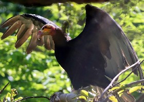 Lesser Yellow-headed Vulture
