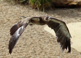 Palm-nut Vulture