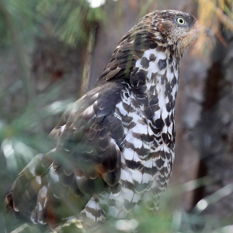 European Honey Buzzard female