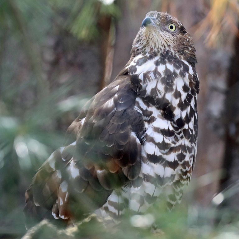 European Honey Buzzard female