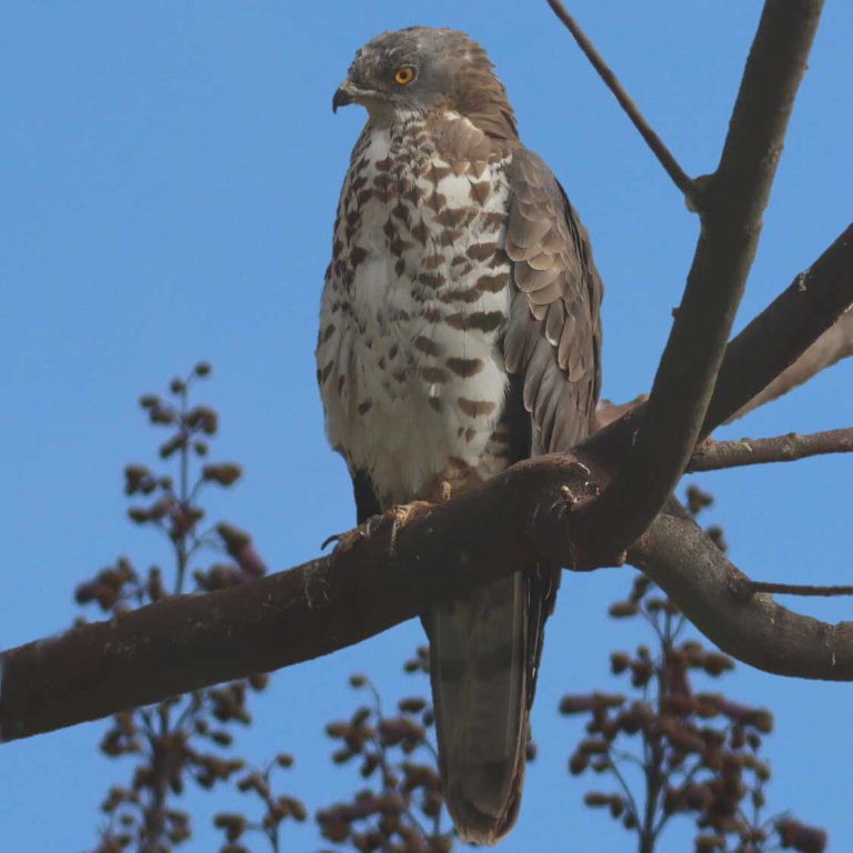 European Honey Buzzard male