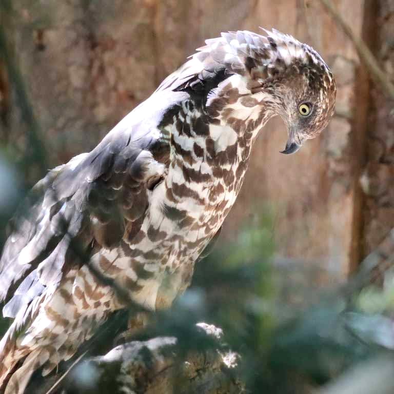 European Honey Buzzard female