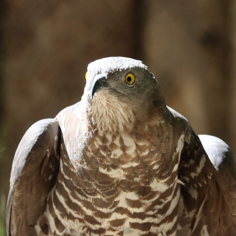 European Honey Buzzard female