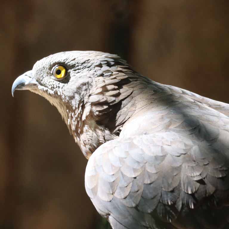 European Honey Buzzard male